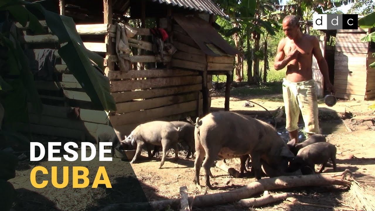 DESDE CUBA | As&iacute; produce un campesino cubano sin apoyo estatal