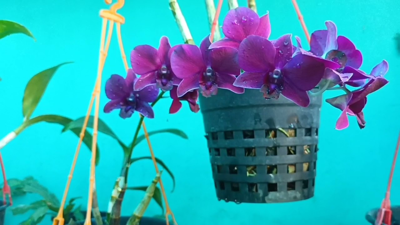 Varapuzha nursary Green Magic#orchids nursary#Magic Green Orchids