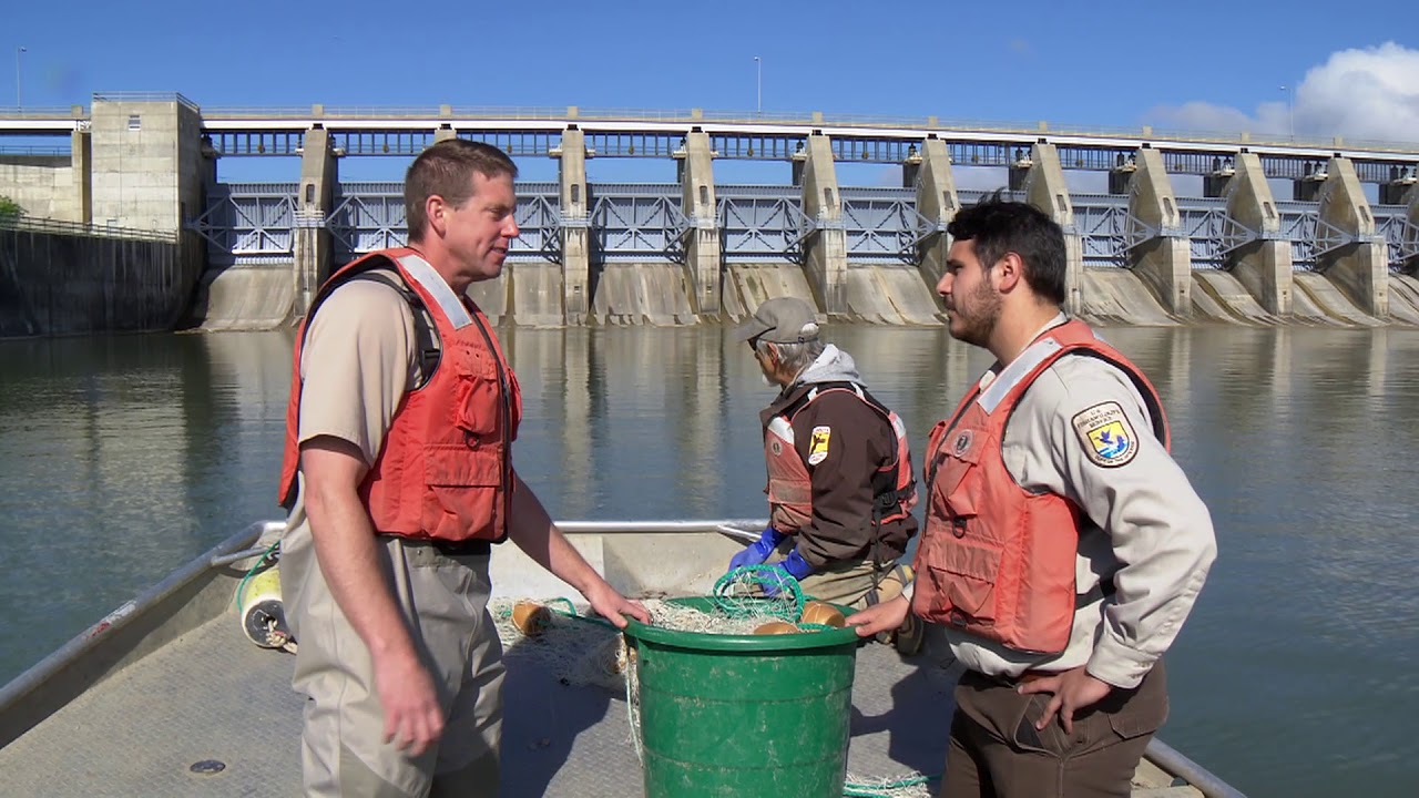 Conservation Connect Series:  Paddlefish