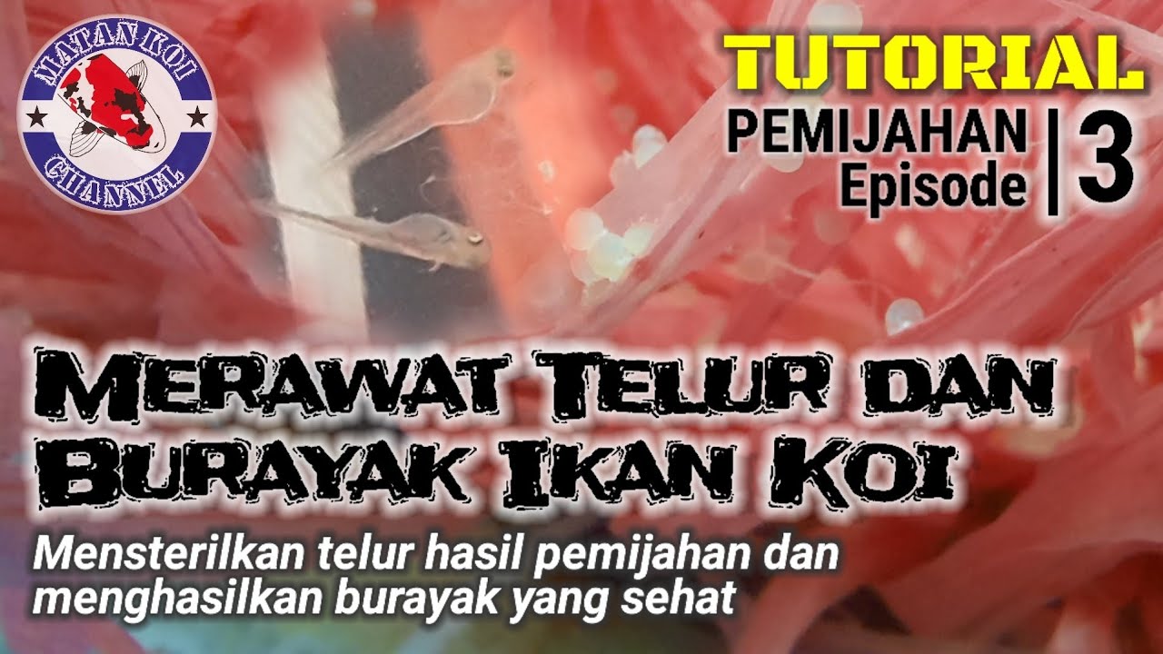 Tutorial : PEMIJAHAN Episode #3 (Merawat Telur dan Burayak Ikan Koi)