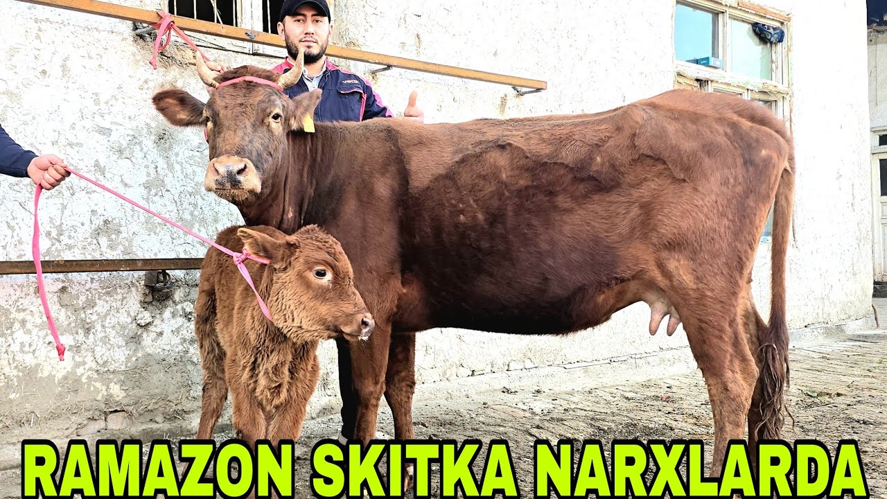 1 chi qismIsmoiljon ukamizdan hamyonboplaridan narxlarda bo'g'oz va ona bola sigirlar 19/02/ 2026 г.