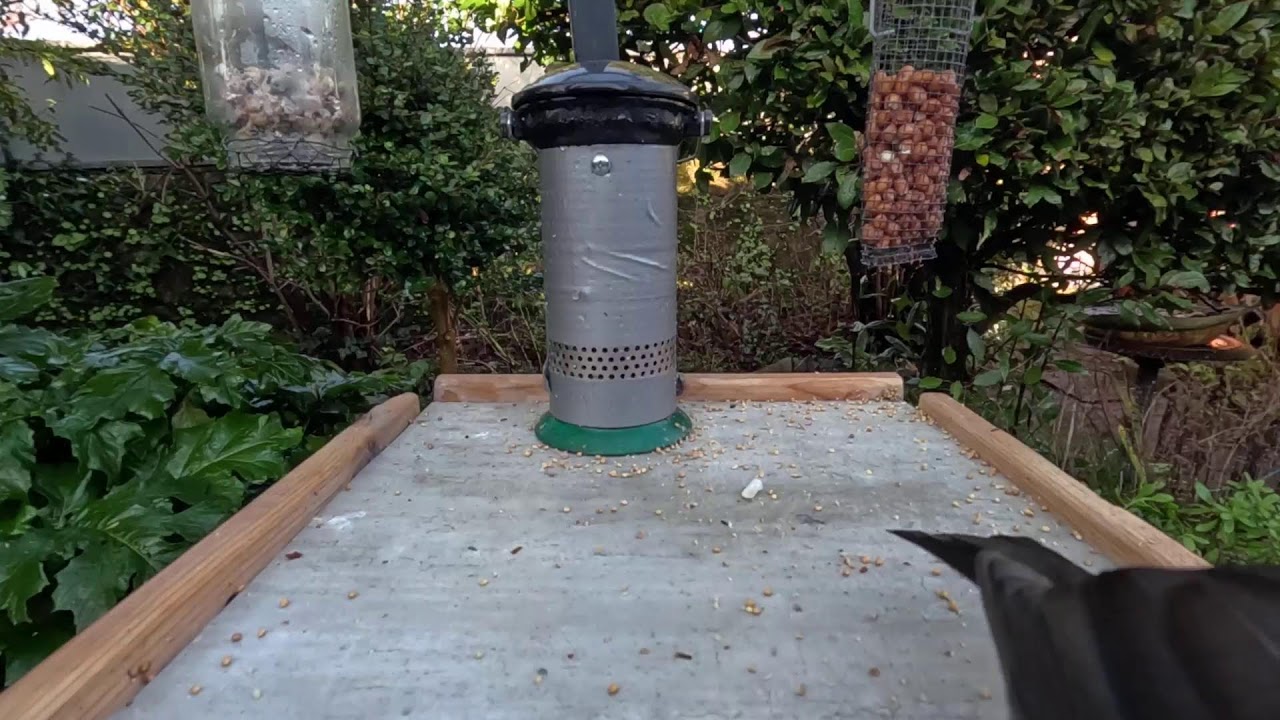 Bird Feeder Live Stream from Cobh, Ireland