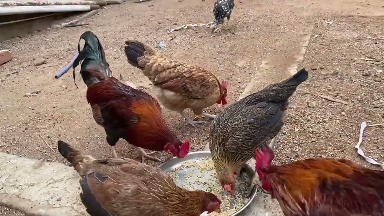 Condition of the chicken after the chicks are hatched from the eggs 😢