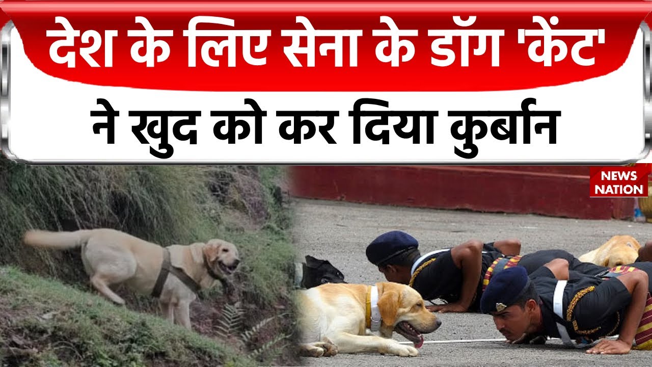 Indian Army Martyr Dog: Jammu Kashmir में सेना की डॉग 'केंट' ने जान देकर अपने हैंडलर को बचाया!