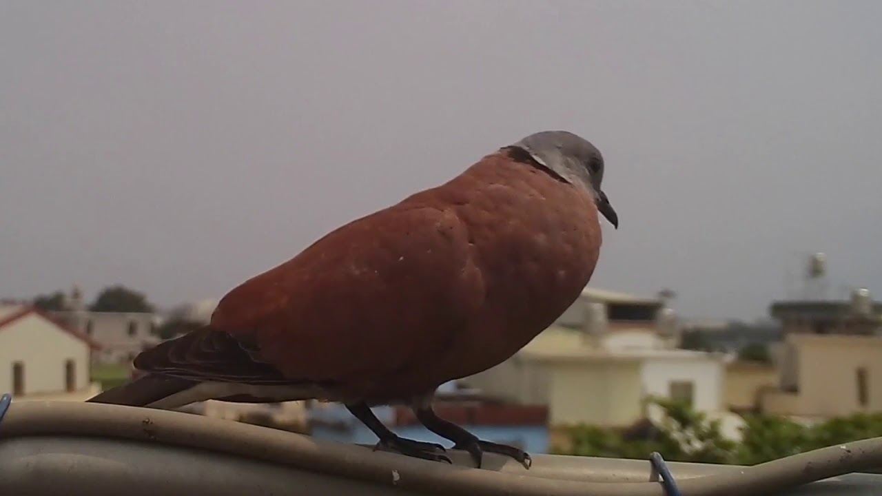 紅鳩的叫聲