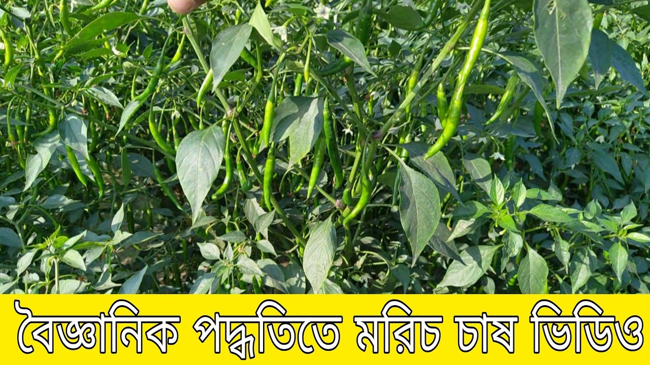 বৈজ্ঞানিক পদ্ধতিতে মাইক্রো মরিচ চাষ করলে বেশি ফলন, ও বেশি লাভ হয়।। মাইক্রো মরিচ চাষের ভিডিও 