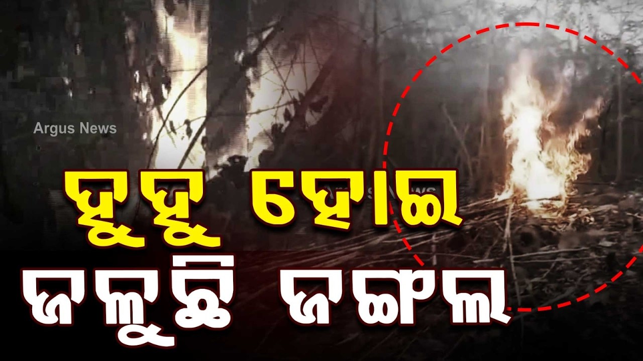ହୁହୁ ହୋଇ ଜଳୁଛି ଜଙ୍ଗଲ | Boudh Forest Fire | 100 of Hectares Damaged |  Wildlife and Trees Threatened