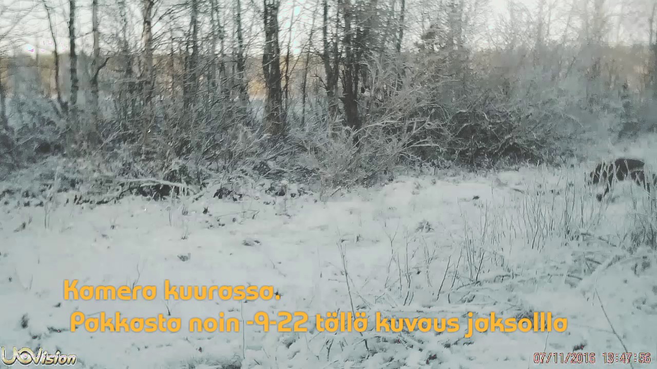 Riistakamera kettun touhut