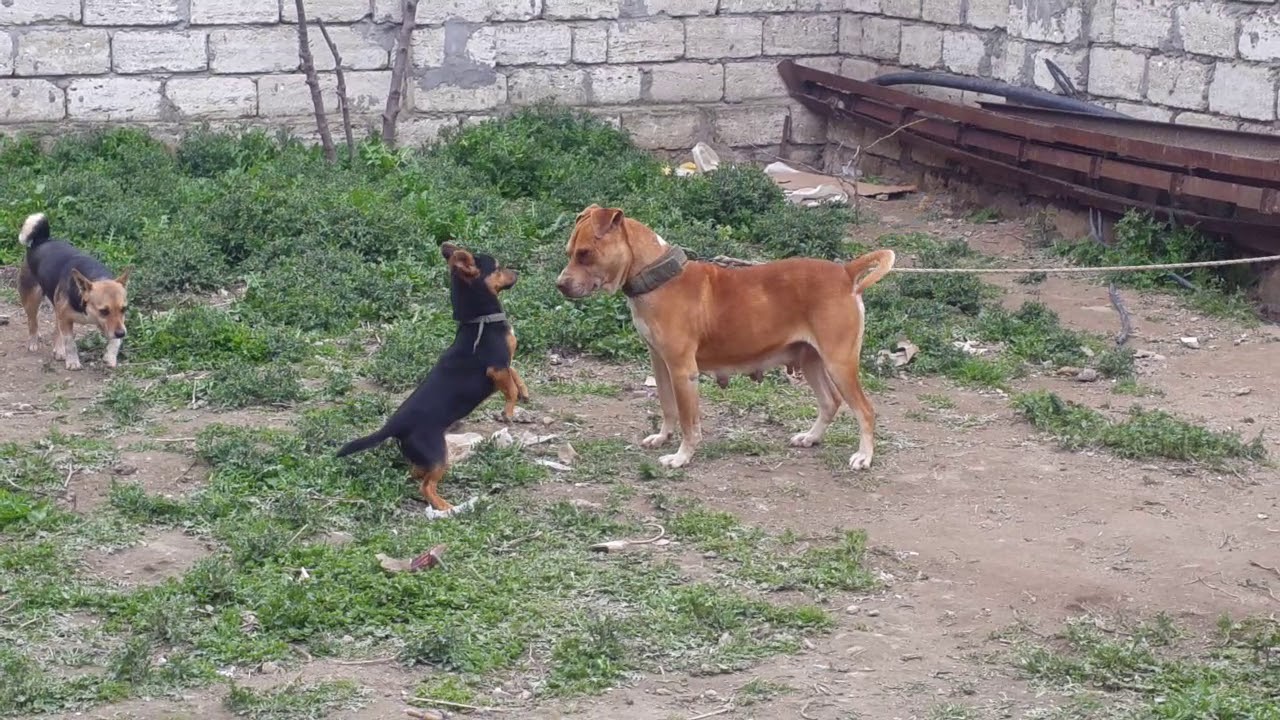 Pitbull cubus