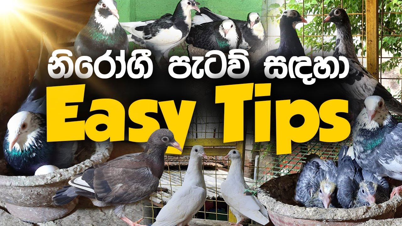 නිරෝගී පරවි පැටව් සඳහා Easy Tips | Tips for healthy pigeons 🕊️👍 #pigeon #paravi #පරවි #pigeonlover