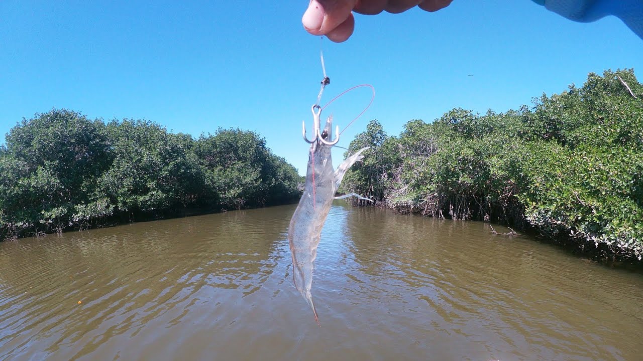 Buscando pargos en estero con camarón vivo