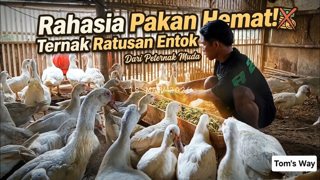 RAHASIA PAKAN HEMAT TERNAK ENTOK! Cukup Sekali dan Malam Hari Tips Dari Peternak Muda Sukses
