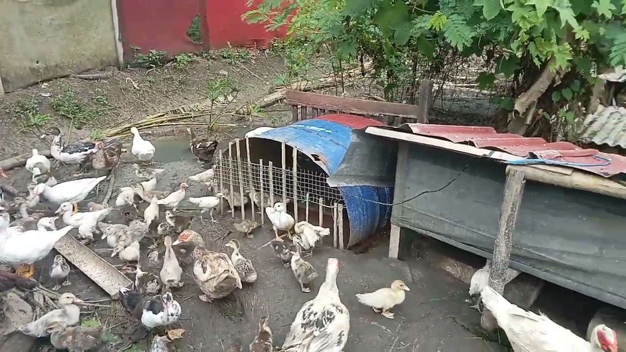 Ternak bebek Rambon. Lokasi pasirmanggu  Desa Dahu Kec Cikeusal Kab Serang-Banten. #jangkauanluas