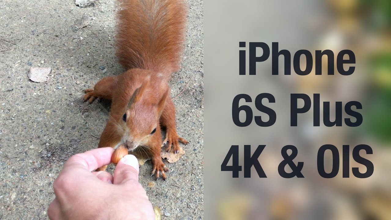 iPhone 6S Plus 4K and OIS test while filming squirrels and birds | iMagazine