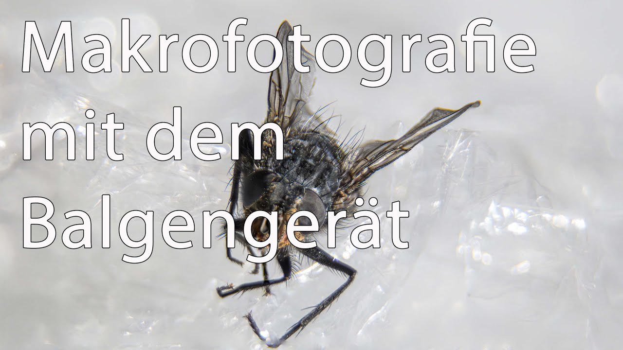Makrofotografie mit dem Balgengerät (Fliege)