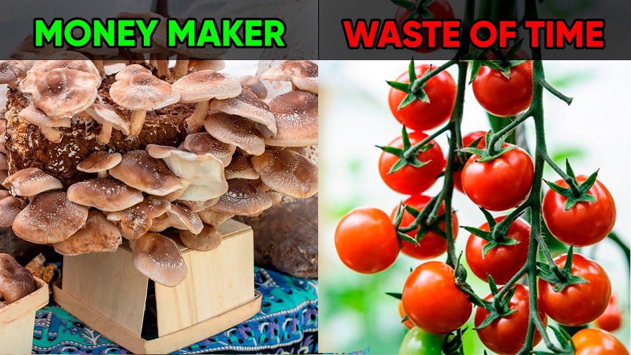 Stop Growing Tomatoes!  | 7 Crops That Make Way More Money!