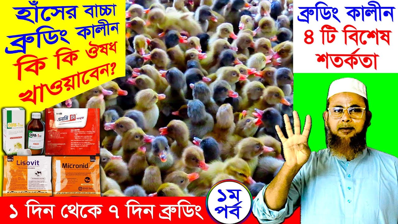 হাঁসের বাচ্চা ব্রুডিং কালিন কি কি ঔষধ খাওয়াবেন | ৪ টি বিশেষ শতর্কতা | শাহজালাল হাঁসের খামার