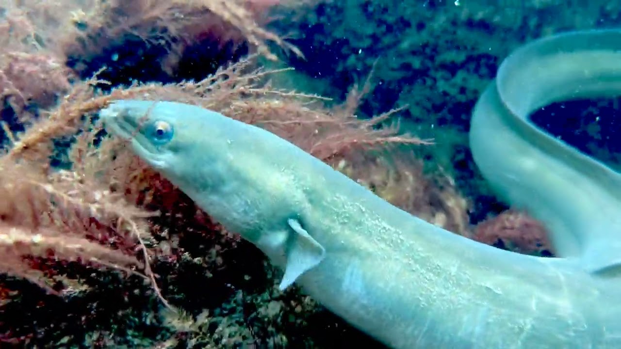 Freediving Skarreklit, Denmark