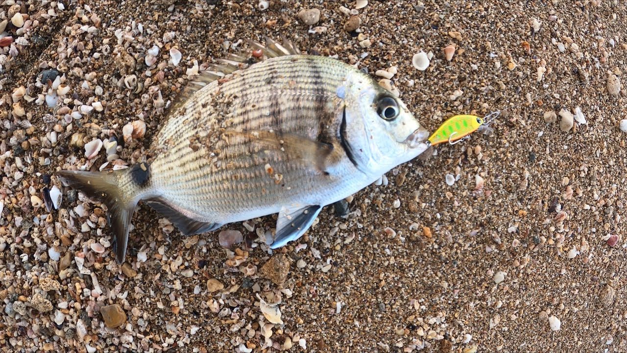 דייג בים 2020  סרגוסים לוקוסים וכחילות בים עובד fishing mediterranean sea bream grouper