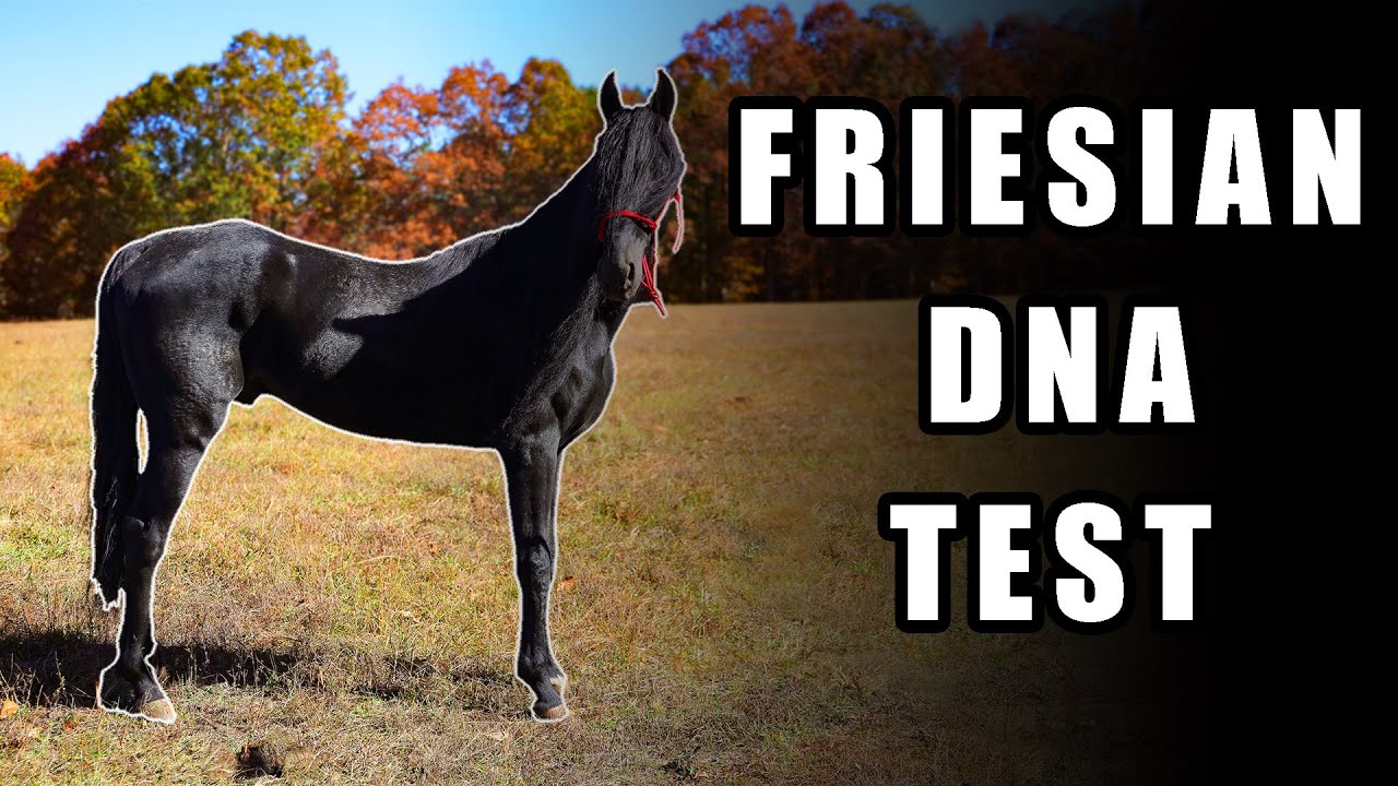 Friesian DNA Test - Horse Shelter Heroes S4E43