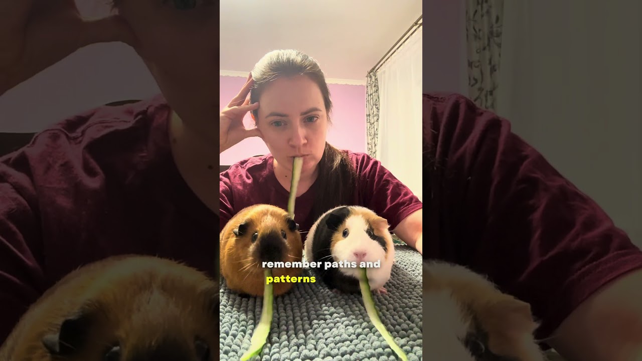 Top 5 of The Smartest Small Pets!  #funfacts #animals #pets  #top5  #rat  #parrot  #pig