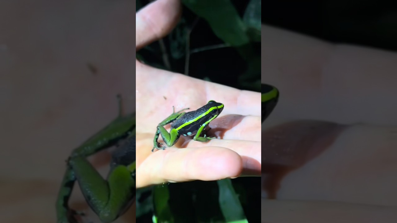 Исследуем перуанскую Амазонию! #amazonrainforest#wildlife#snake#frog#animals#nature#shorts#pider