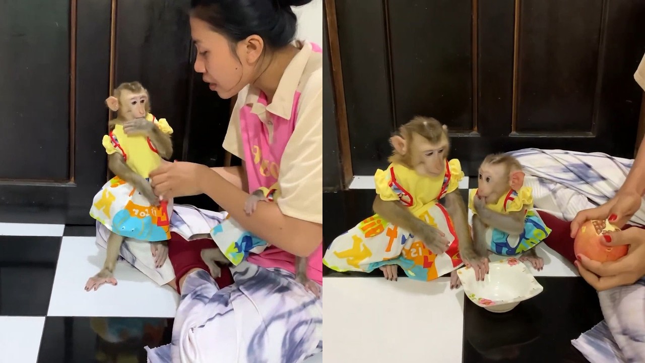 Twinning! 👯‍♀️ Baby Monkeys in Matching Dresses Wait for a Sweet Treat
