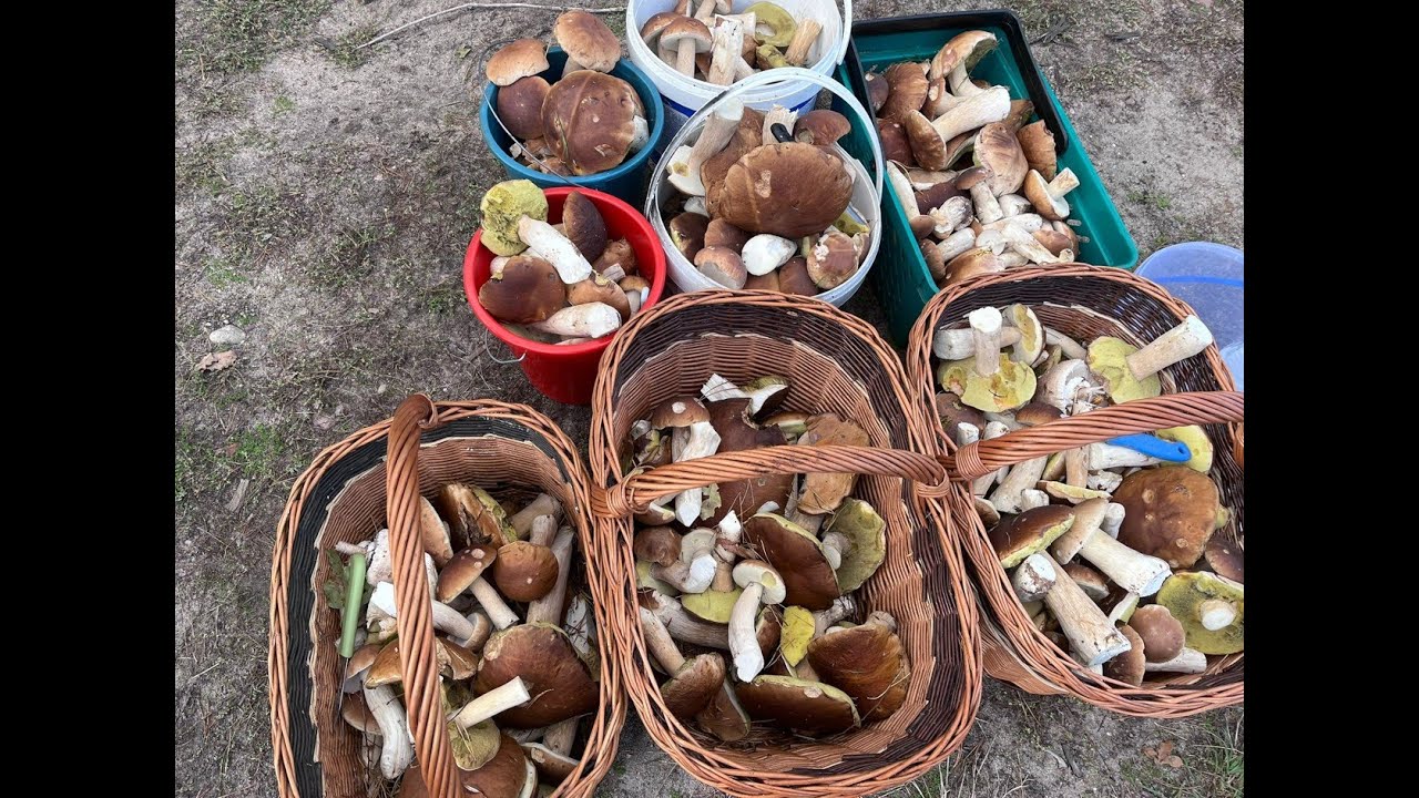 Wysyp prawdziwków. Grzybobranie 29.09.2024. Grzyby 2024 #grzyby #grzybobranie #fungi