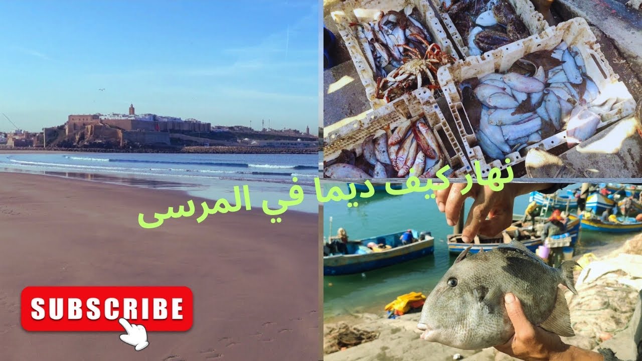 ⭕تمن الحوت من دلالة 👀✌️✌️ديب البحر 🐺 محبوب الصيادة 🛶🌊
