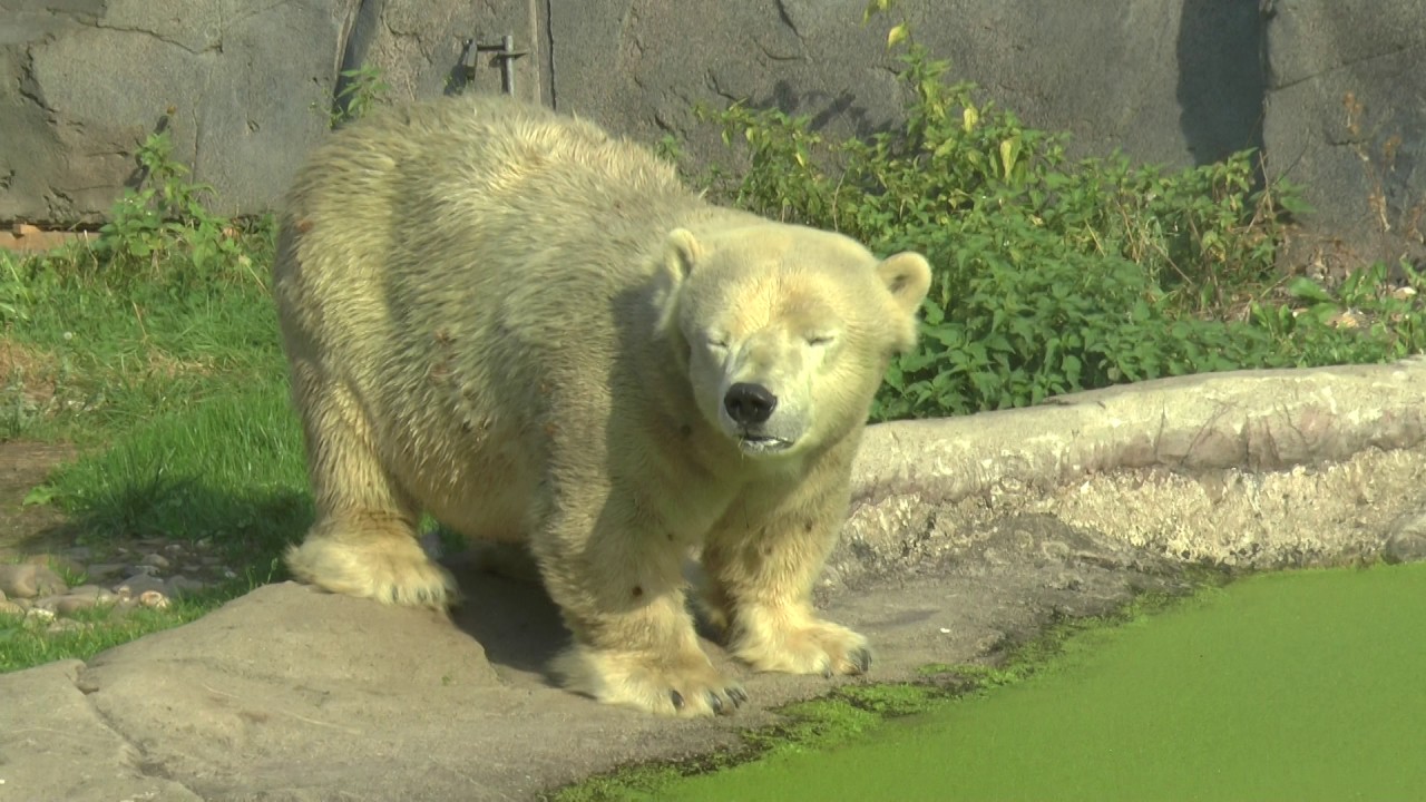 Eisbär Bill und die Eisbär Damen Lara und Antonia im Zoom in Gelsenkirchen