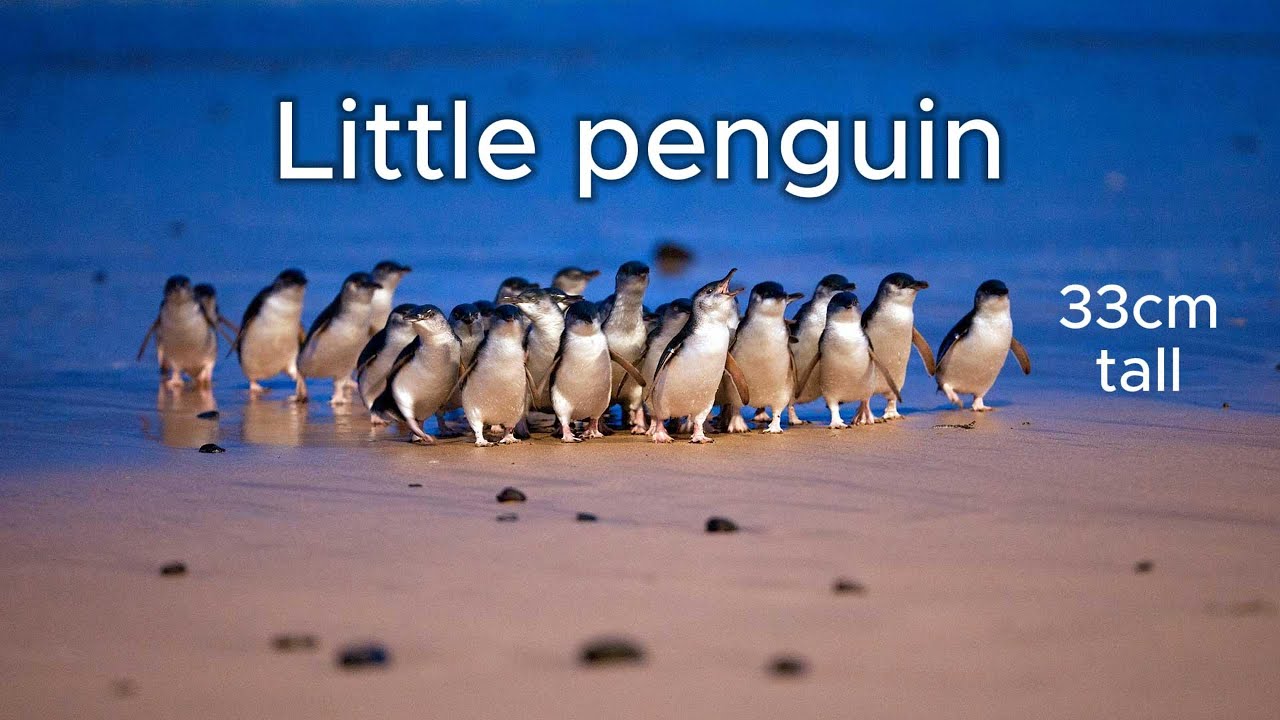 [Melbourne] 🇦🇺 Phillip Island Penguin Parade – A Once-in-a-Lifetime Experience!!!!