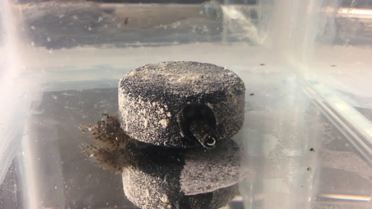 New fry system for discus Fry Artificially raising them!