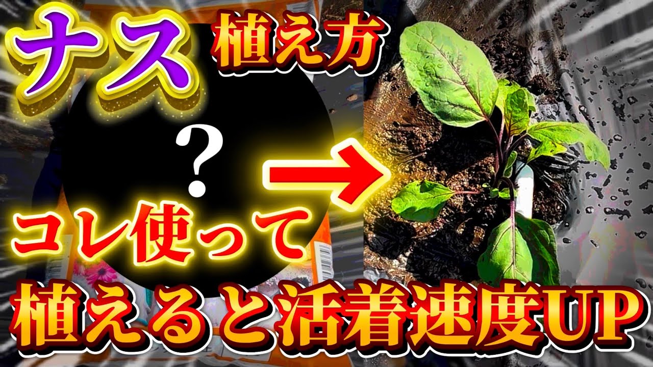 【ナス】コレ使って植えると一気に大きくなる！活着速度を上げる必殺技を教えます
