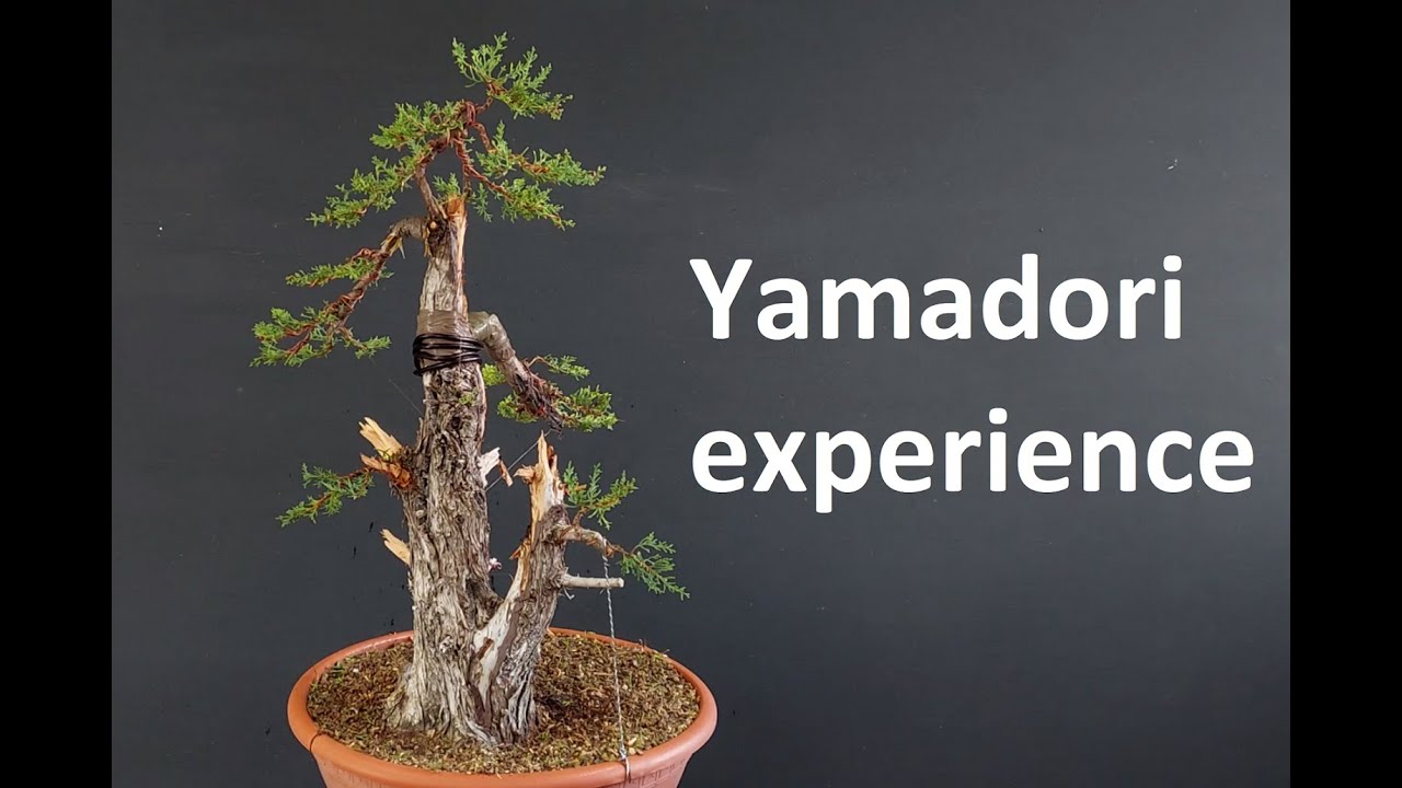 Bonsai from Tree