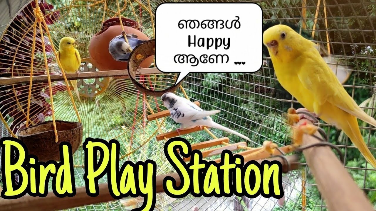 കിളിക്കൂട് എങ്ങിനെ സെറ്റ് ചെയ്യാം || How to set up bird cage || R&B Media