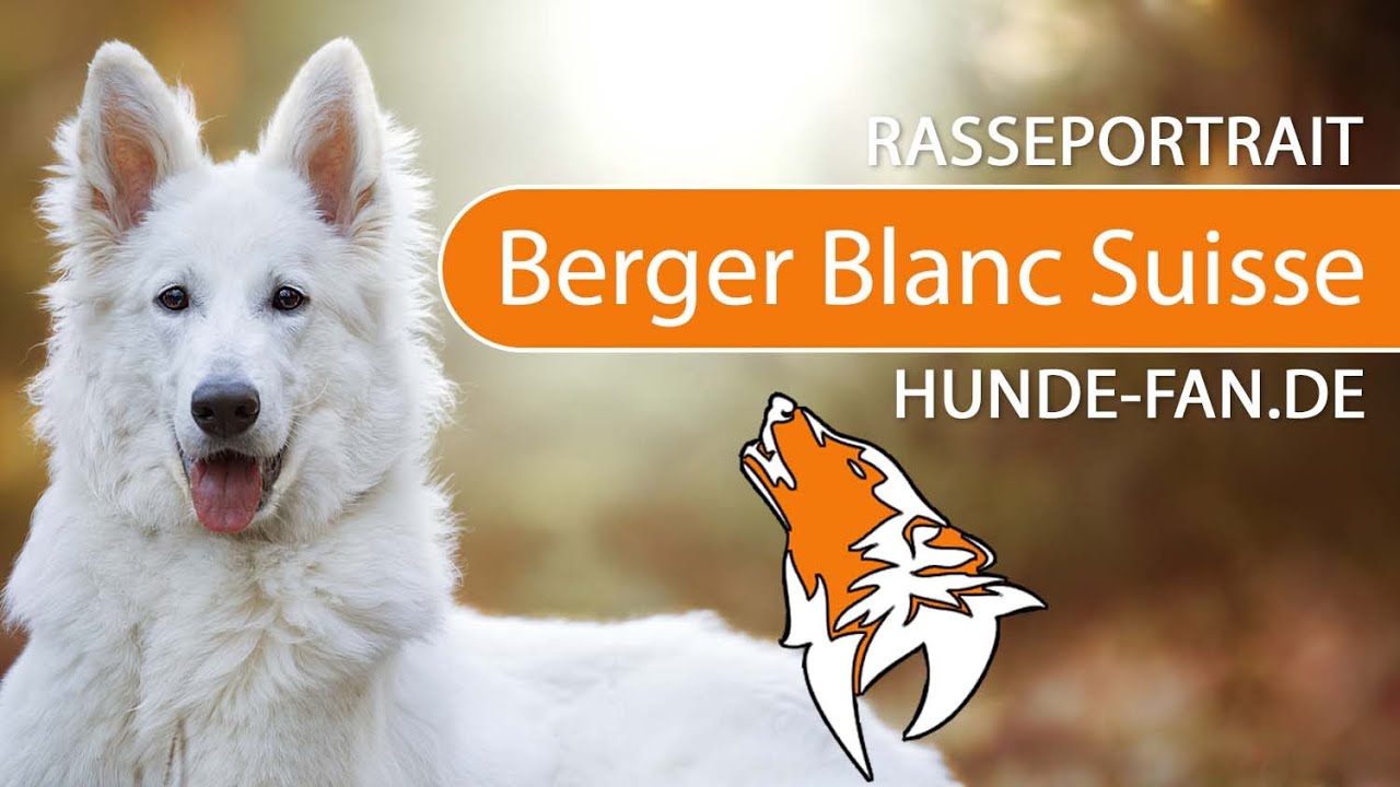 ► Weisser Schweizer Schäferhund [2018] Rasse, Aussehen & Charakter