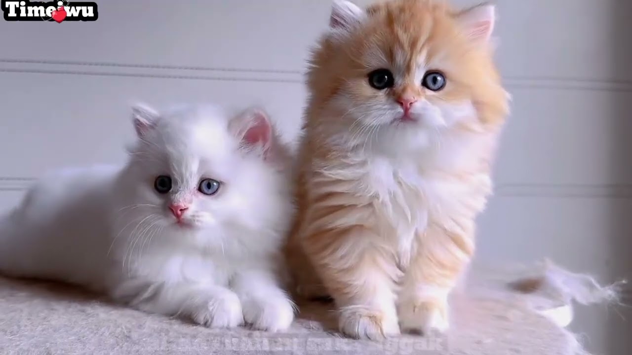 Kucing putih dan kucing oyen bulunya gimbal banget