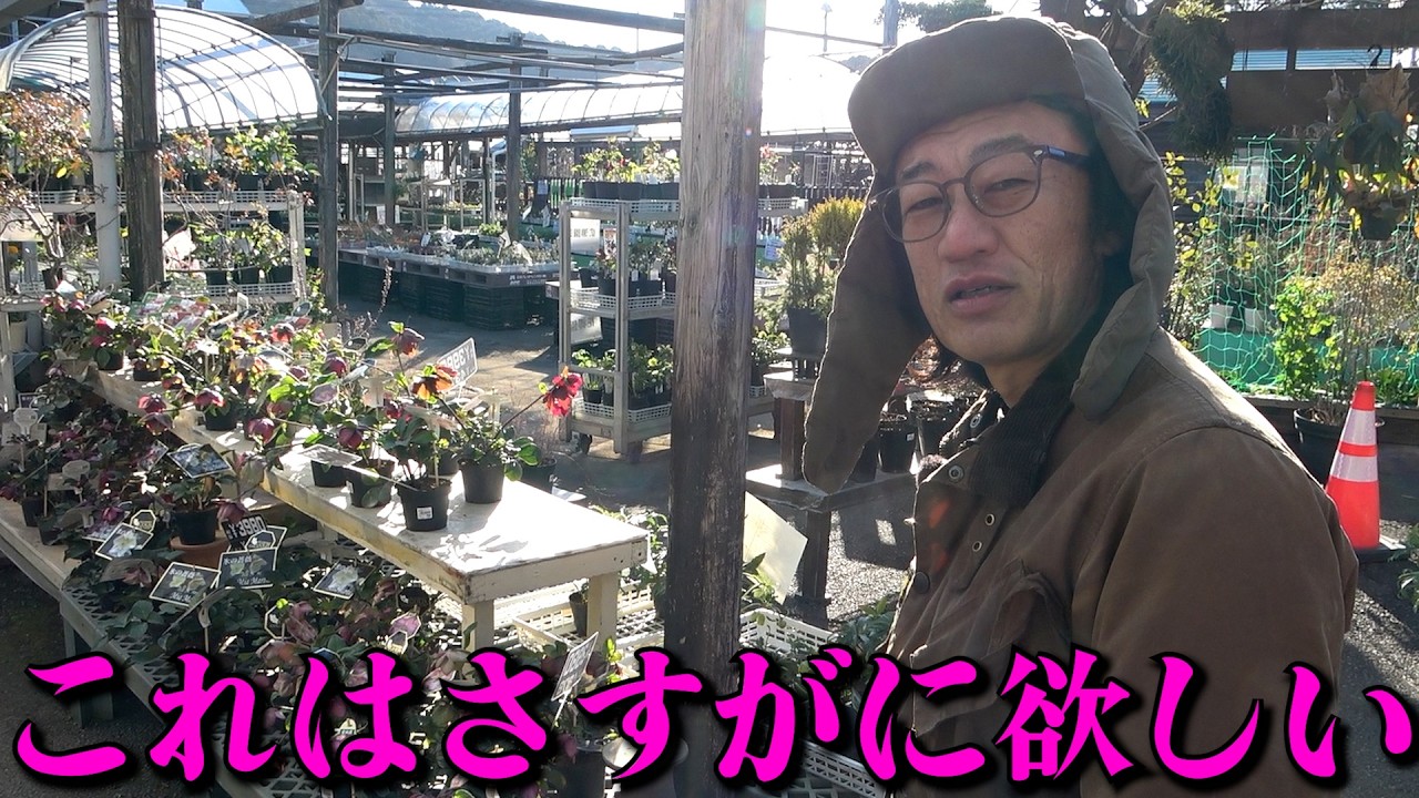 なぜここまでクリスマスローズは人気があるのか！？分析してみた！！【カーメン君】【園芸】【ガーデニング】