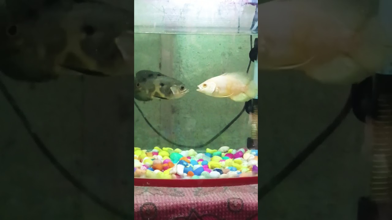 Baby Oscar fight with each other 😱 #shorts #viralshorts #aquarium #fish #oscar