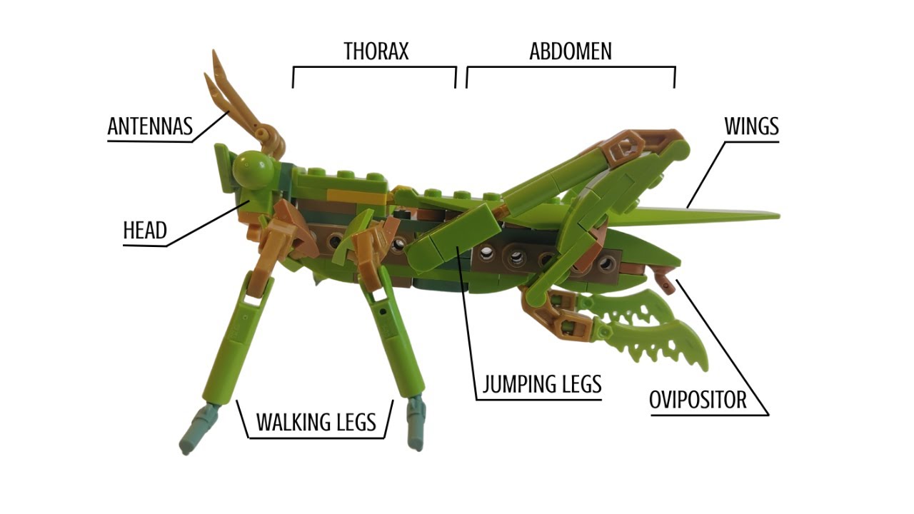 Rebuild Mantis into Grasshopper | The Insect Collection 21342 LEGO alternate build