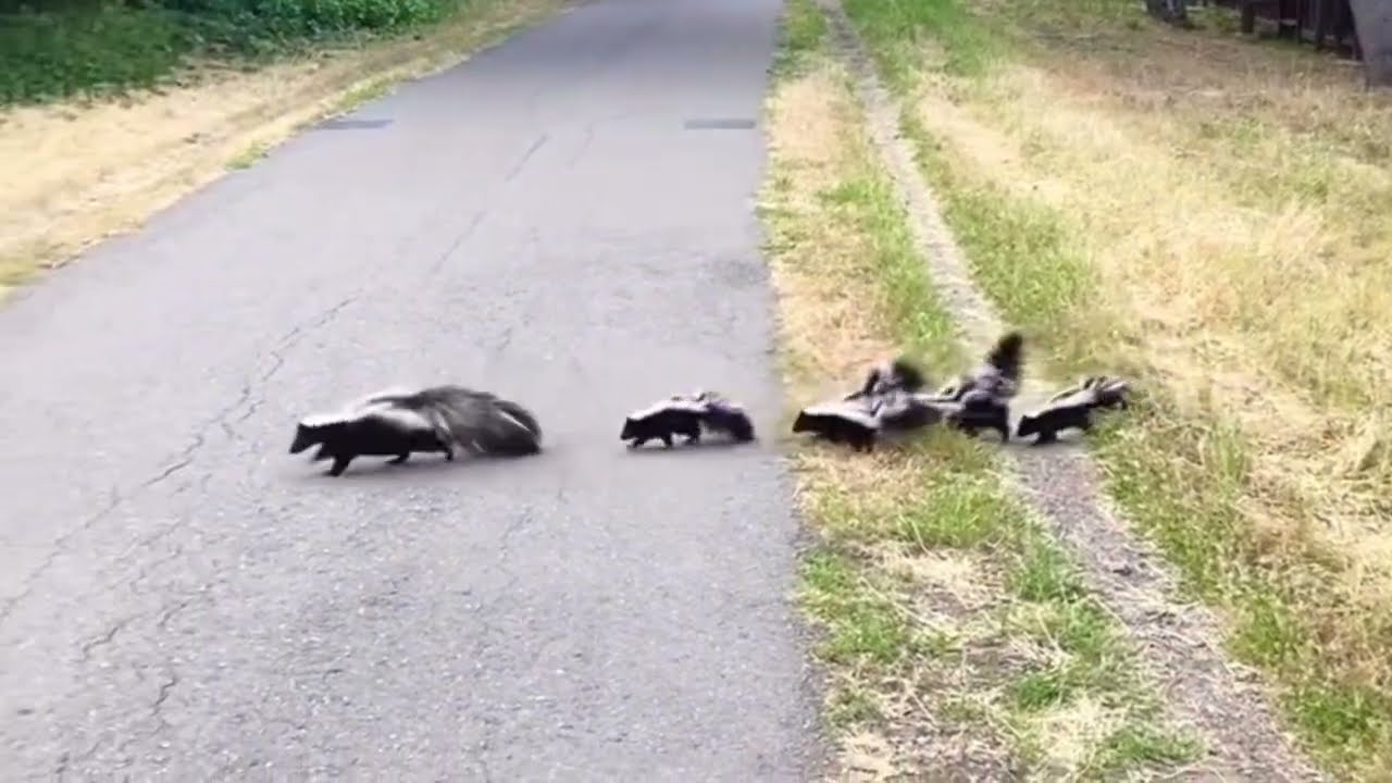 The Skunk Stops for the One Left Behind.”