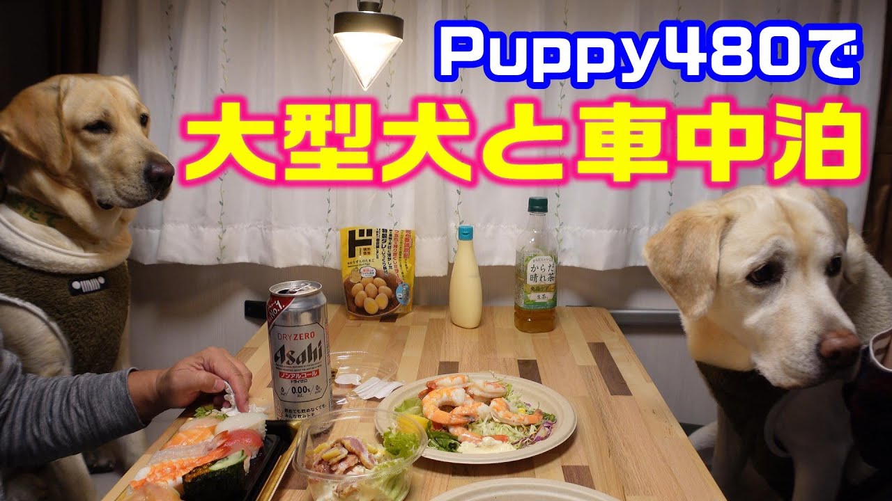Puppy480 大型犬と車中泊 ほたて里帰り