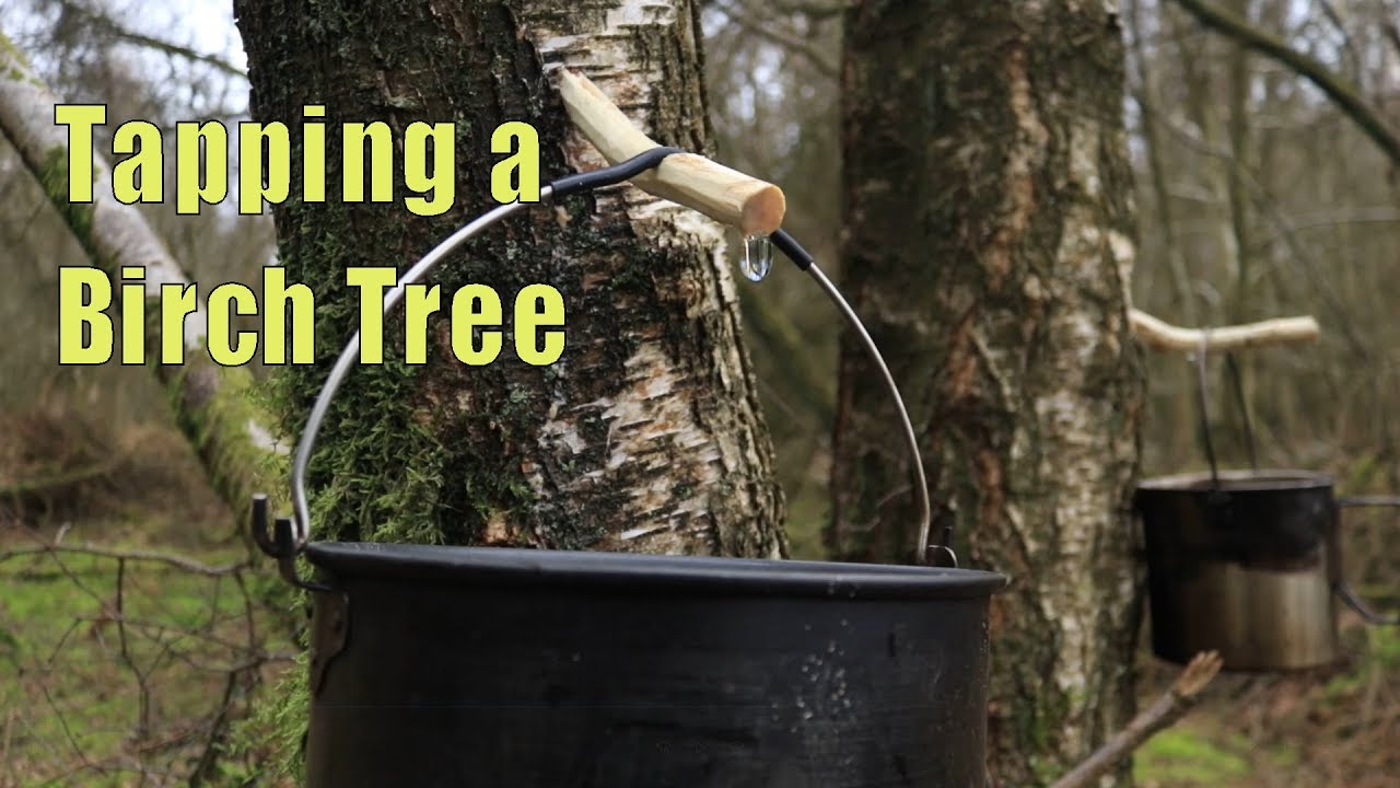 How to Tap for Birch Sap | Tapping A Tree