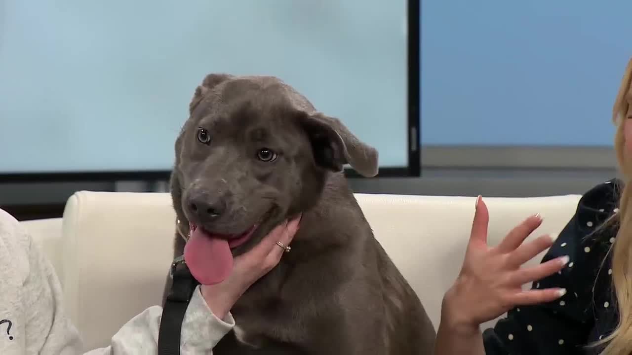 Pet of the Week: Meet Capicola!