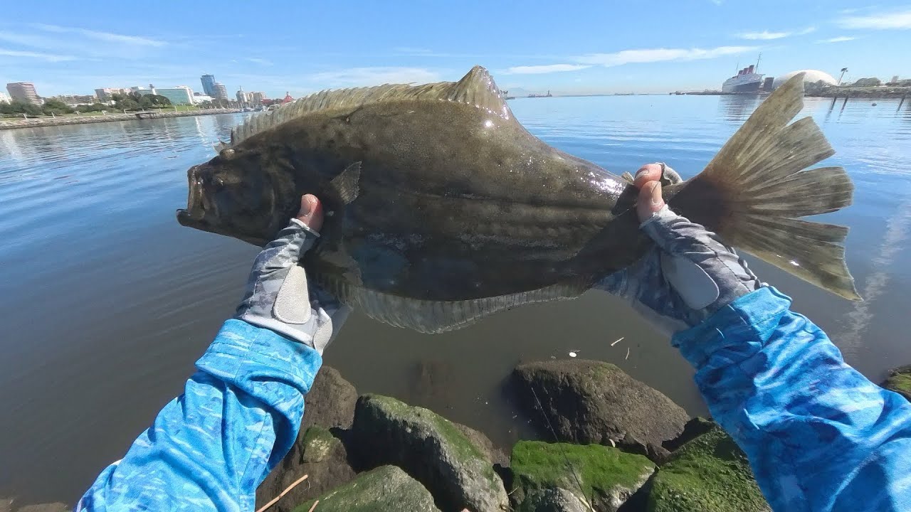 Long Beach Harbor, multi species afternoon 