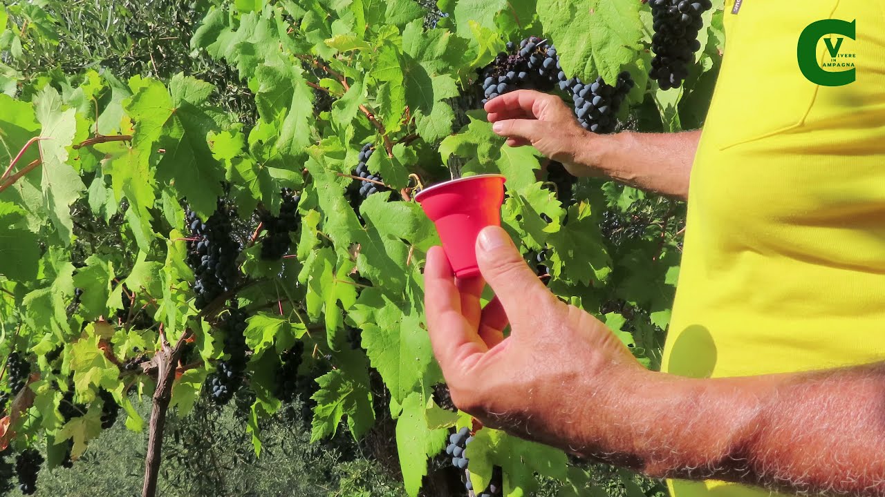 Quando vendemmiare? Ecco il momento più adatto per la vendemmia. Utilizzo del rifrattometro