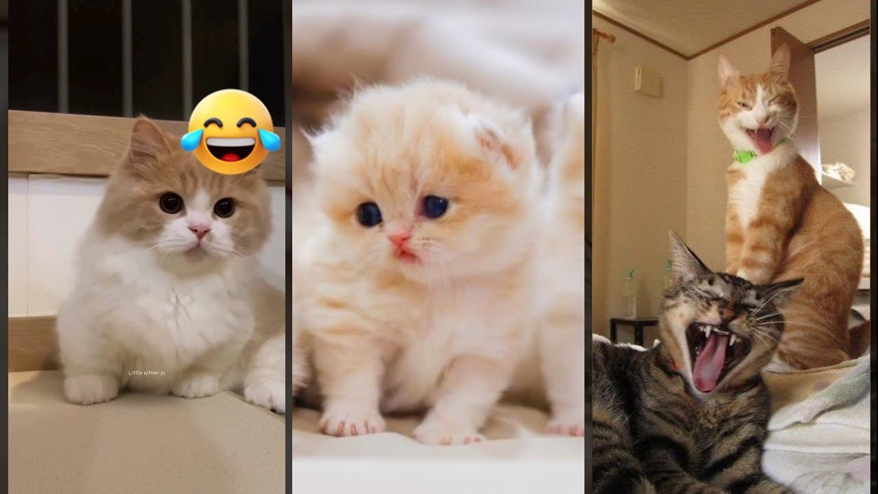 Funniest Cat ❤️ Favorite Friends ❤️ #FunnyCats Part 4614