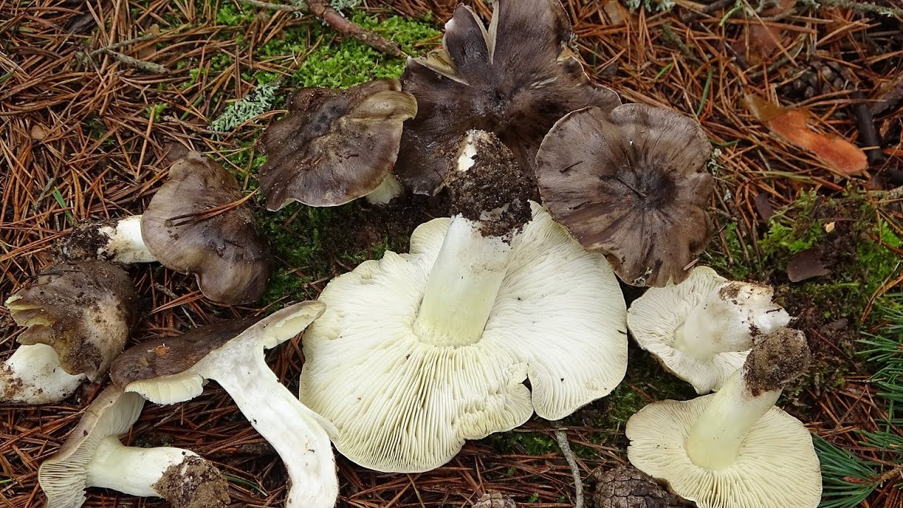 Capuchina - Tricholoma portentosum -  Coalman