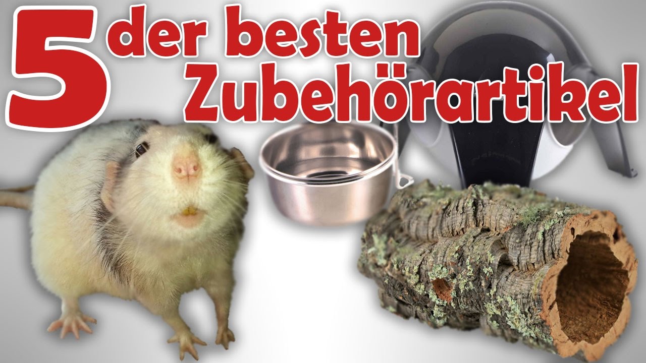 TOP 5 der besten Zubehörartikel für Ratten