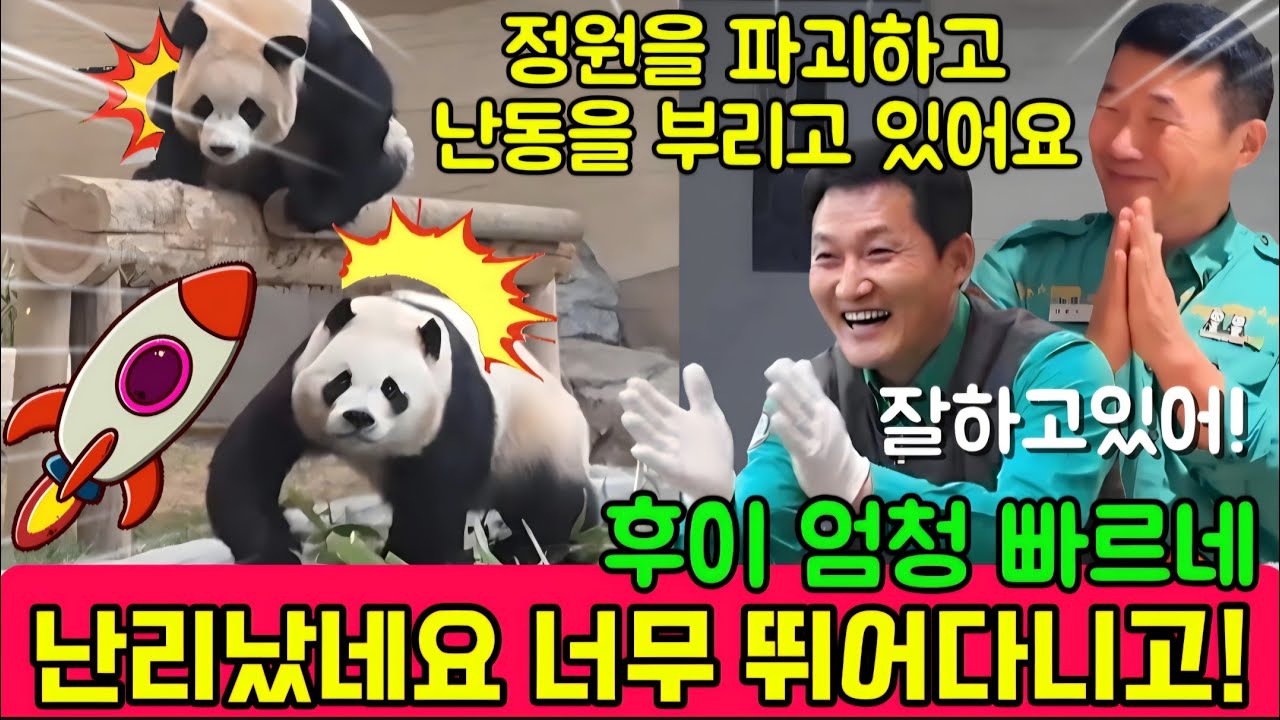 에버랜드 판다월드 2월26일💢 세상에나 후이가 로켓 🚀 처럼 엄청 뛰뛰빵빵 하고 있답니다 난리났어요 걱정되게 😢 